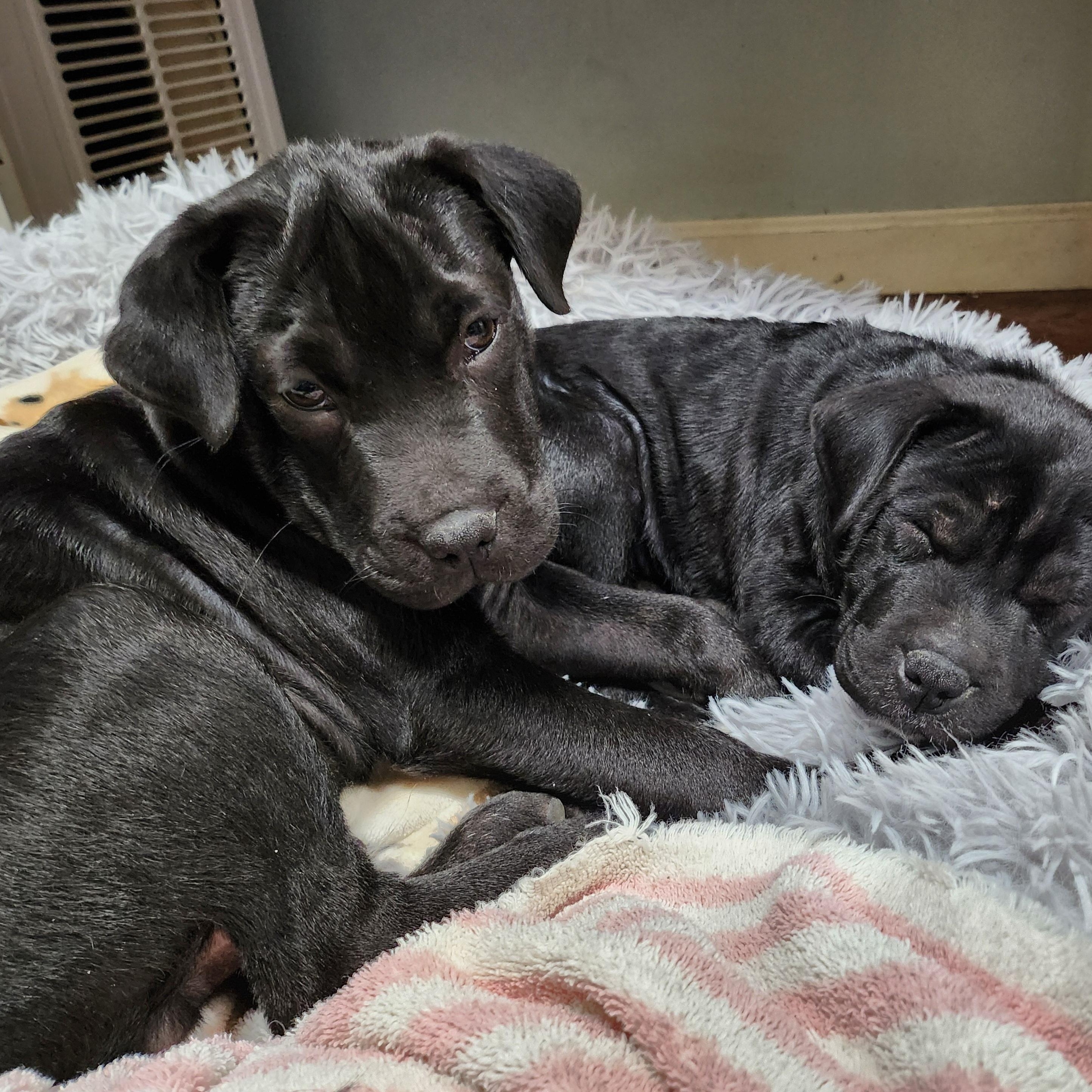 Skully, a Adopted mixed breed in Tioga, PA image 5/6