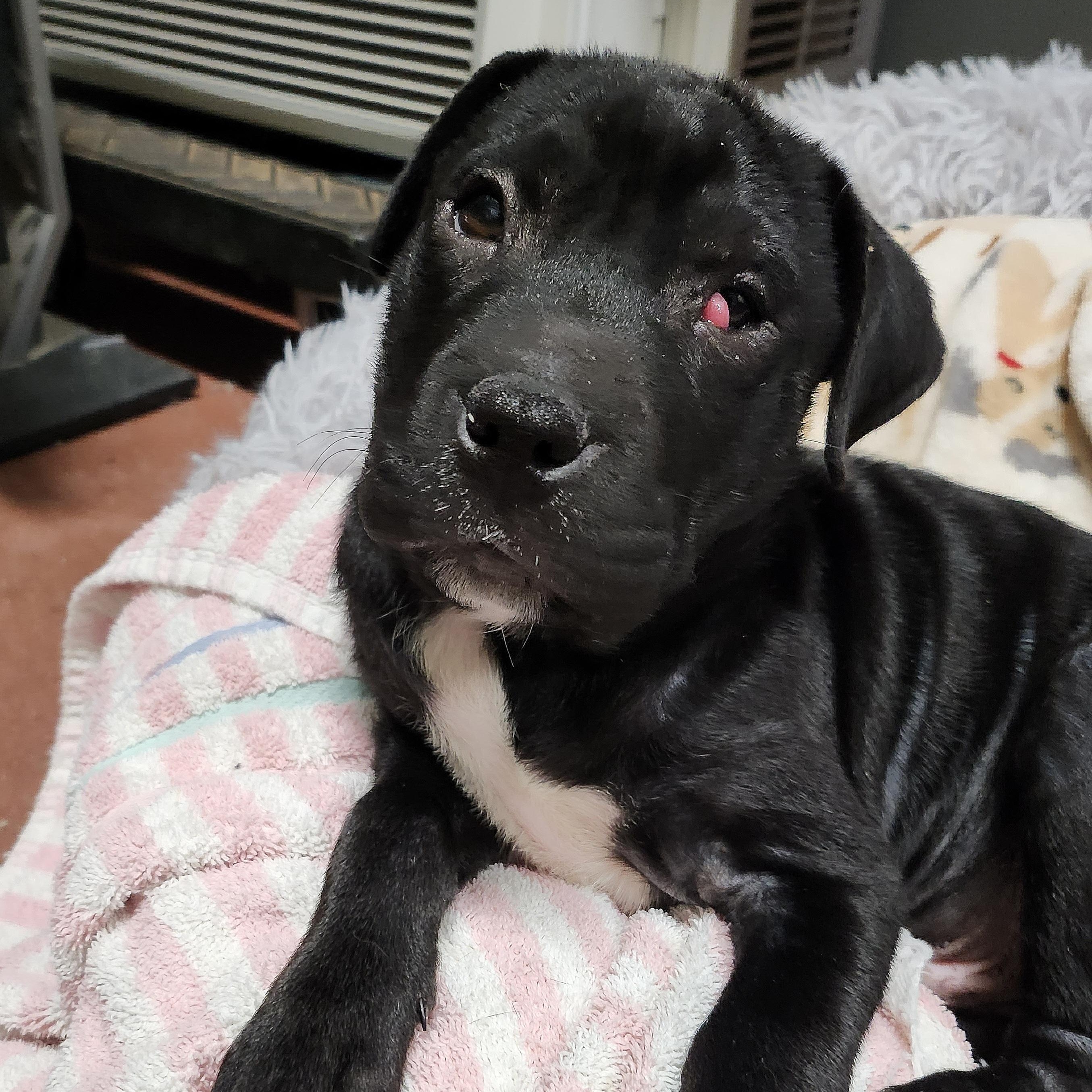 Skully, a Adopted mixed breed in Tioga, PA image 2/6