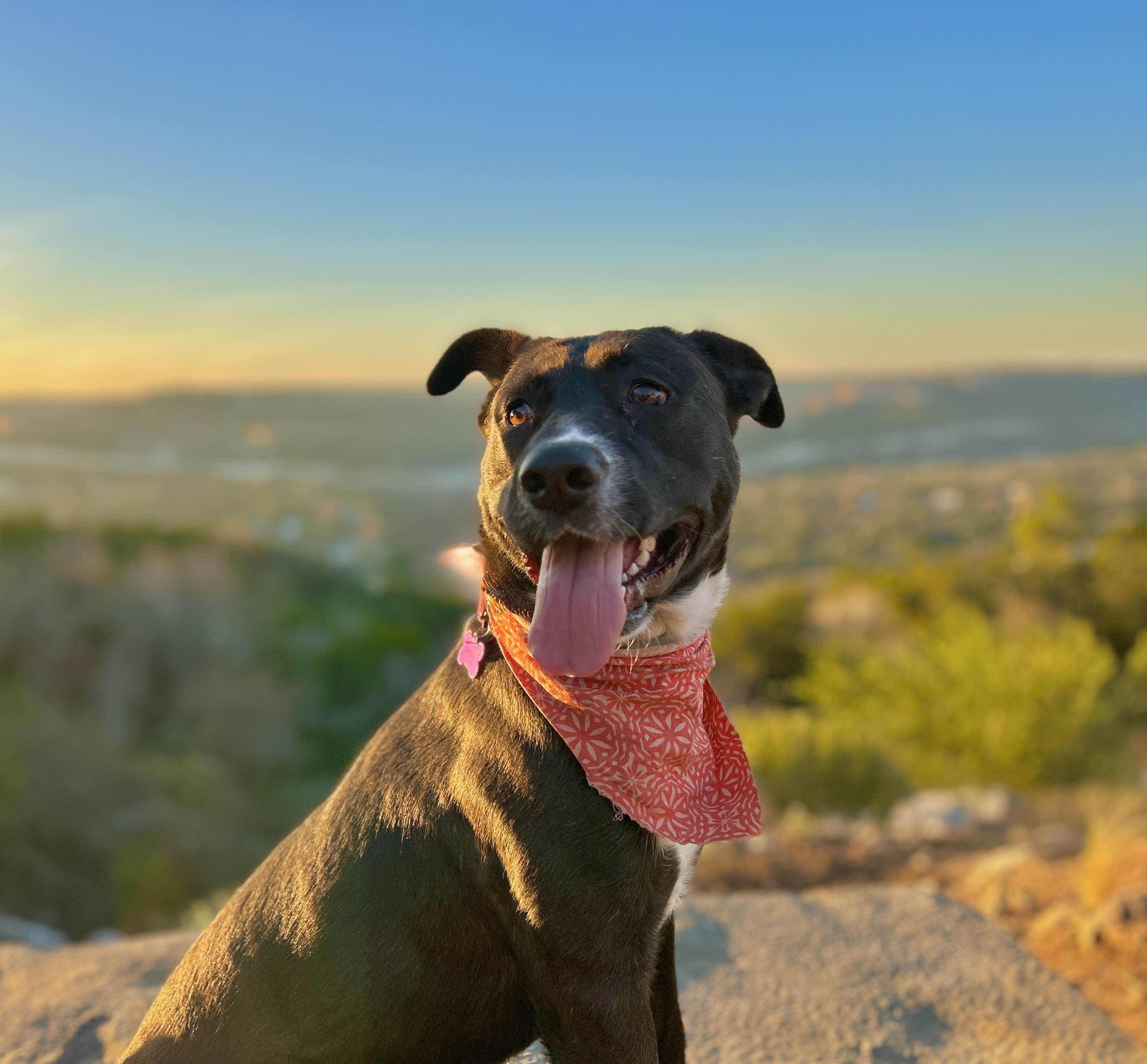 Enlarge Milo, a ADOPTABLE mixed breed in Austin, TX image 5/5