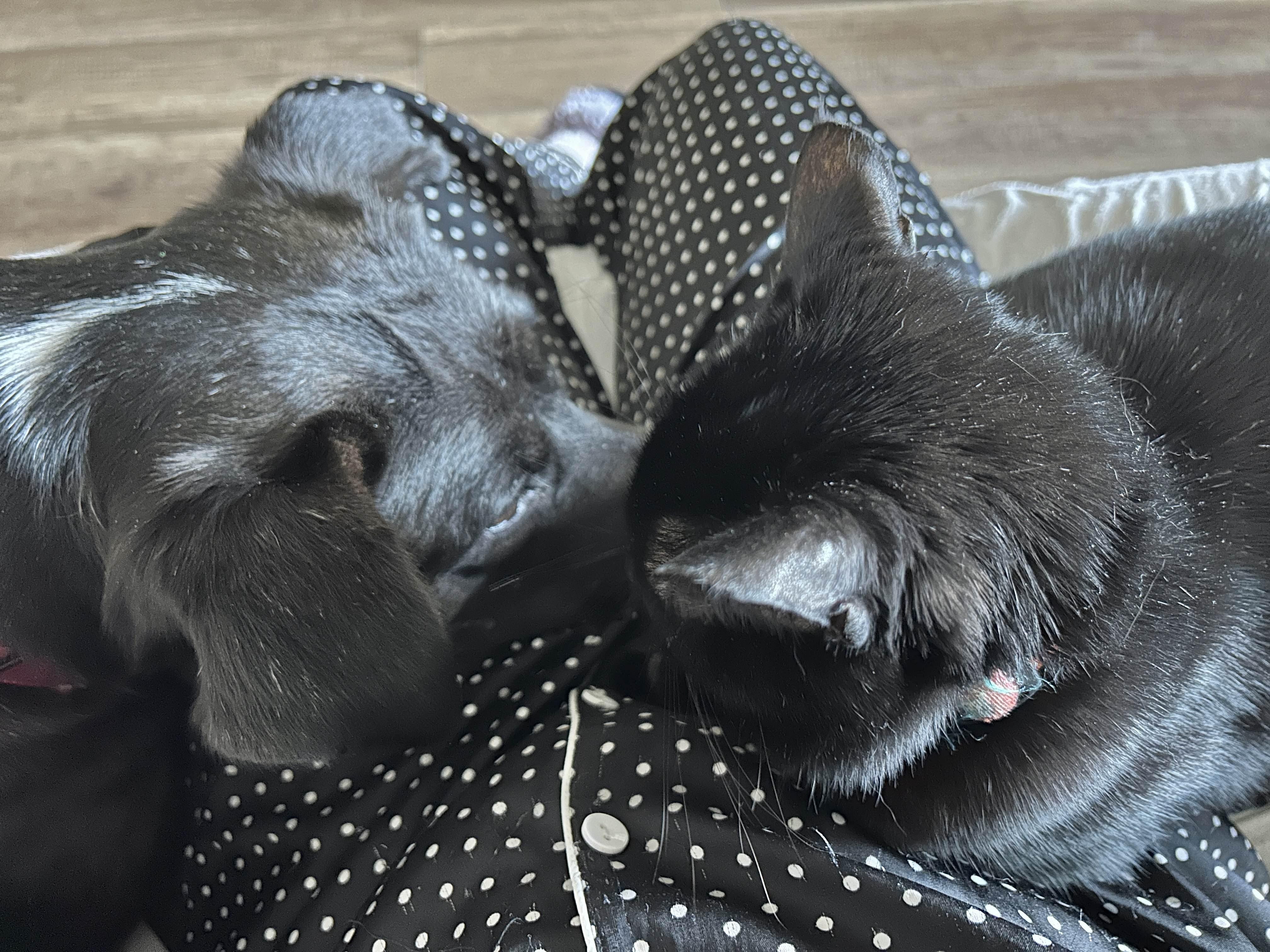 Enlarge Milo, a ADOPTABLE mixed breed in Austin, TX image 3/5