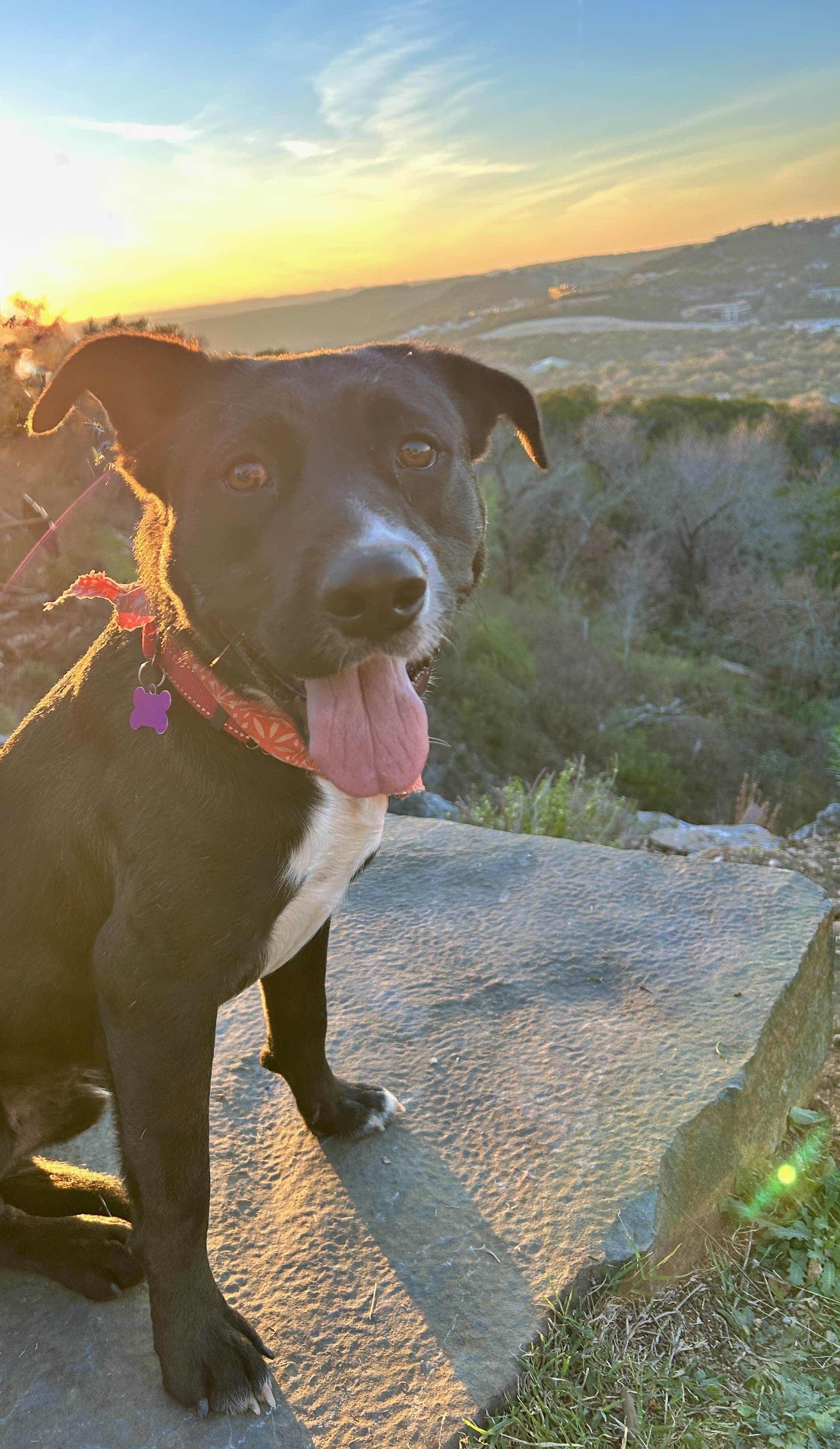 Milo, ADOPTABLE, Adult Male Black Labrador Retriever.