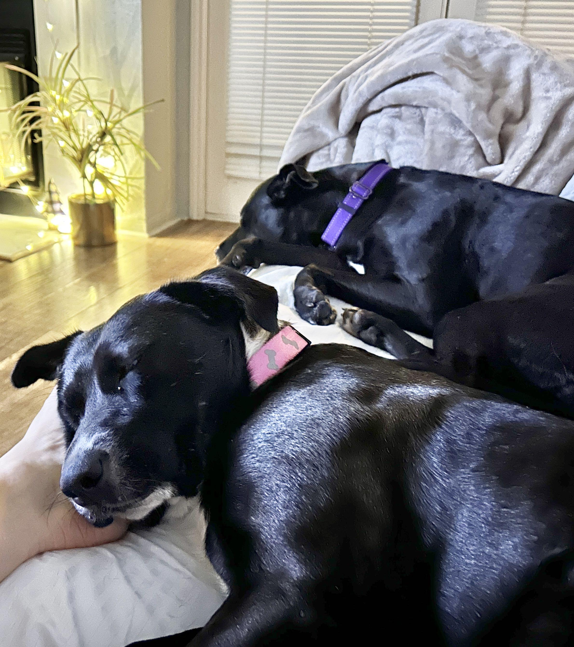 Enlarge Milo, a ADOPTABLE mixed breed in Austin, TX image 4/5