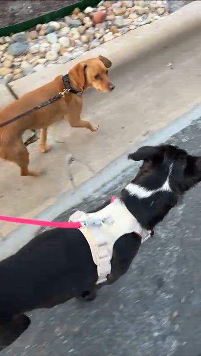 Enlarge Milo, a ADOPTABLE mixed breed in Austin, TX video 2/5