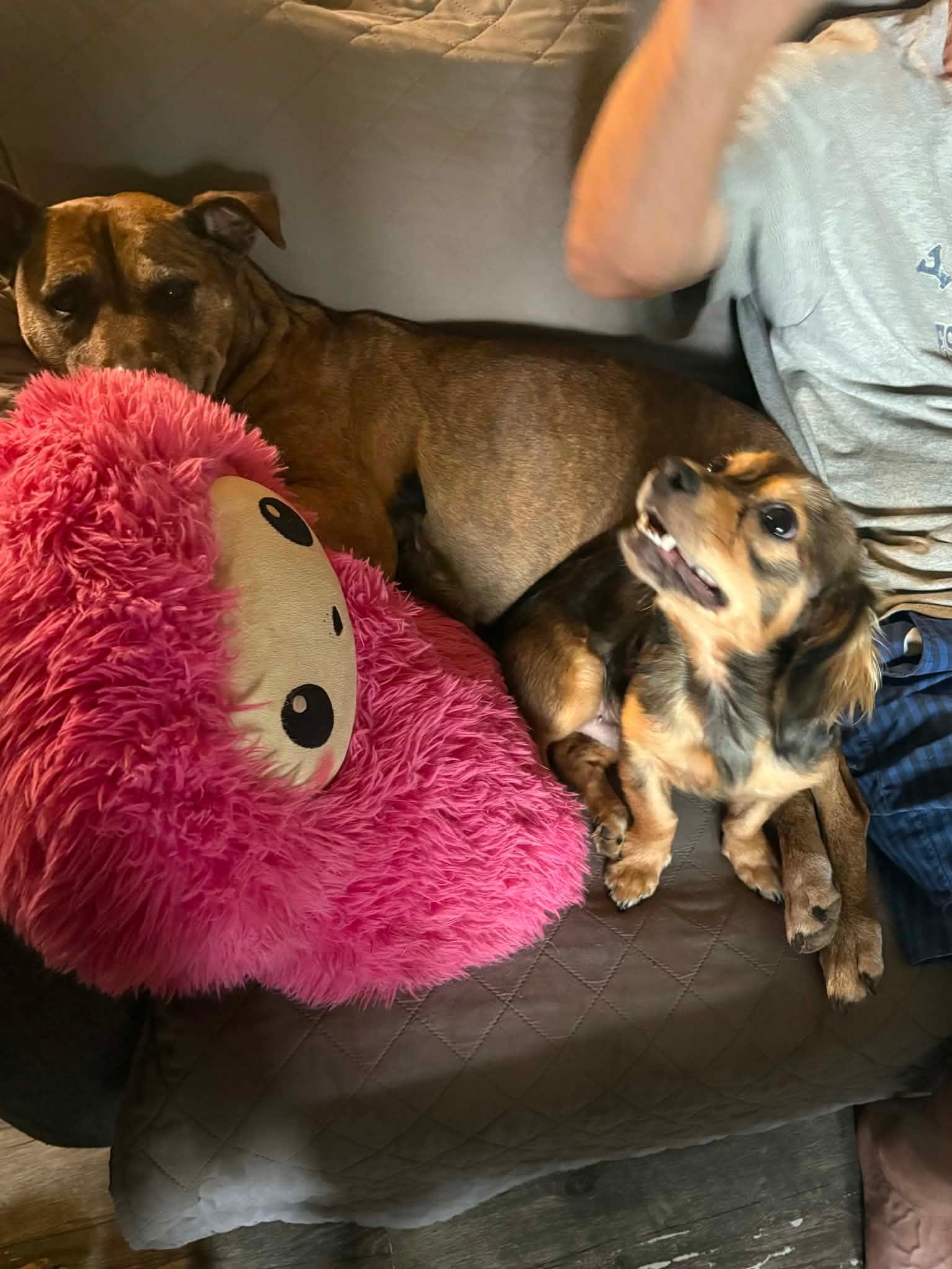 Sprout, an adopted mixed breed in Douglas, MA image 3/6