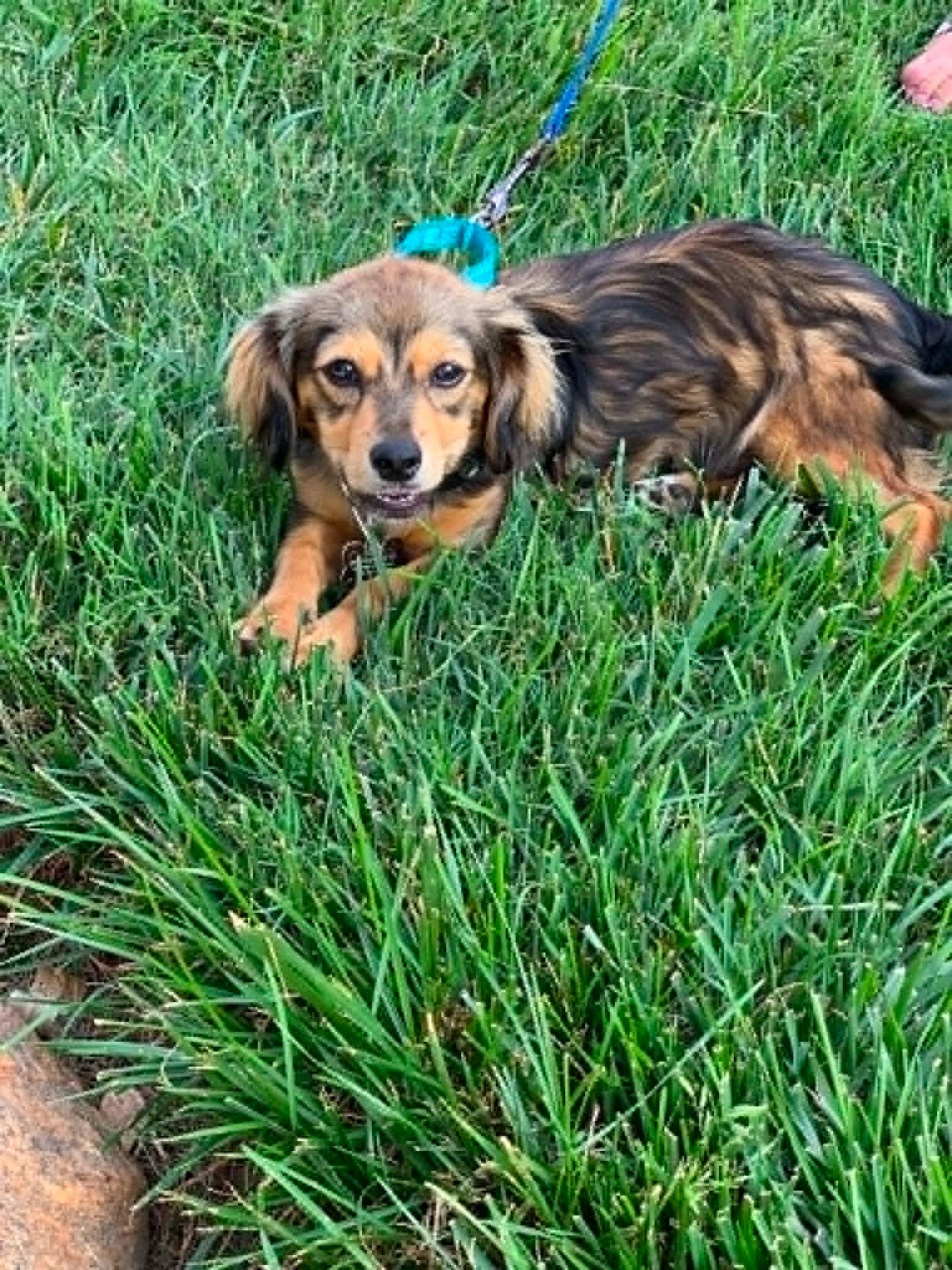 Sprout, adopted, Puppy Male Dachshund.