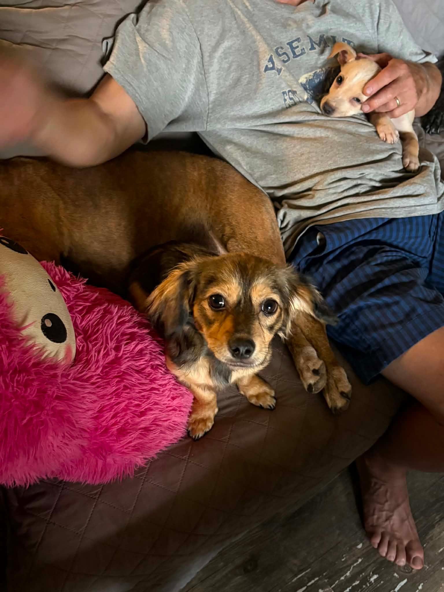 Sprout, an adopted mixed breed in Douglas, MA image 6/6