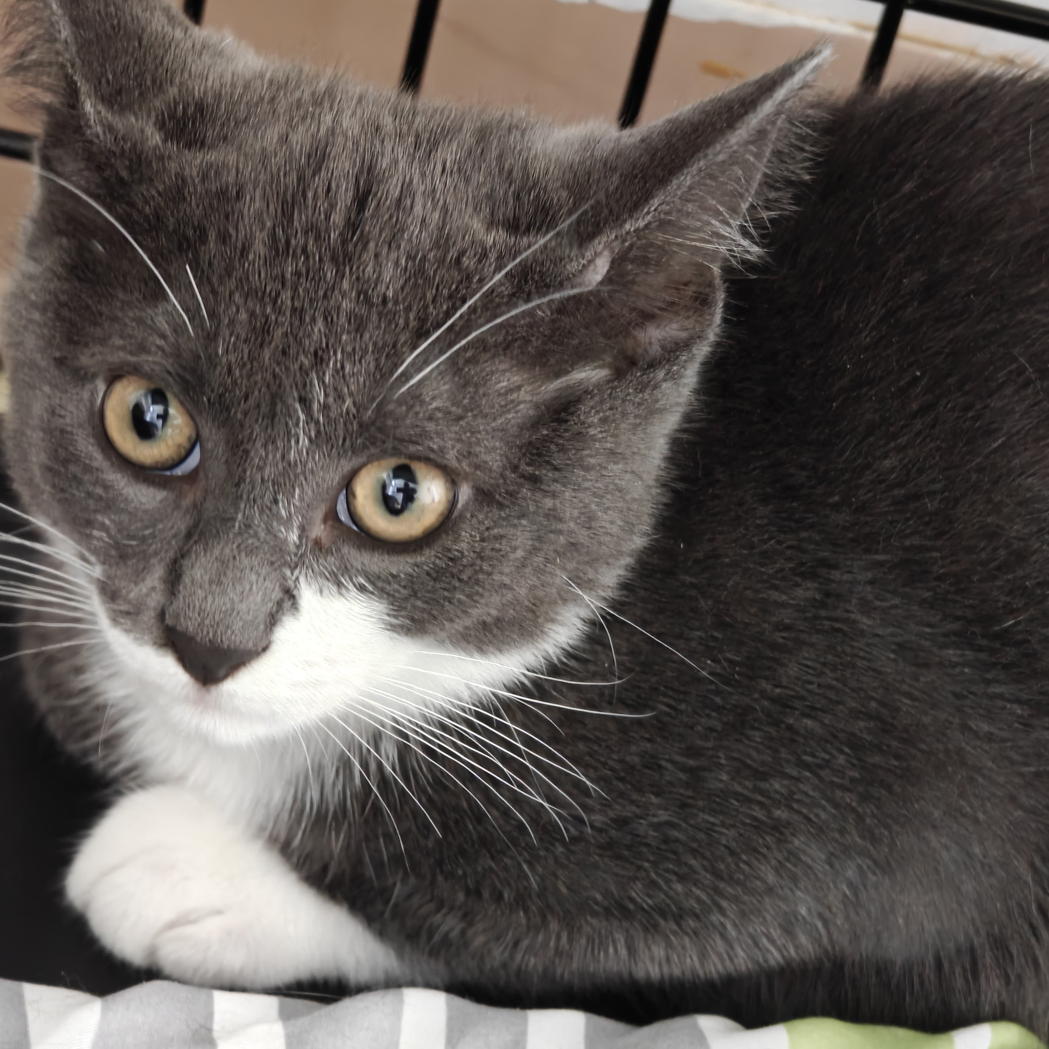 Cat for adoption Sweet, a Domestic Short Hair in New Britain, CT