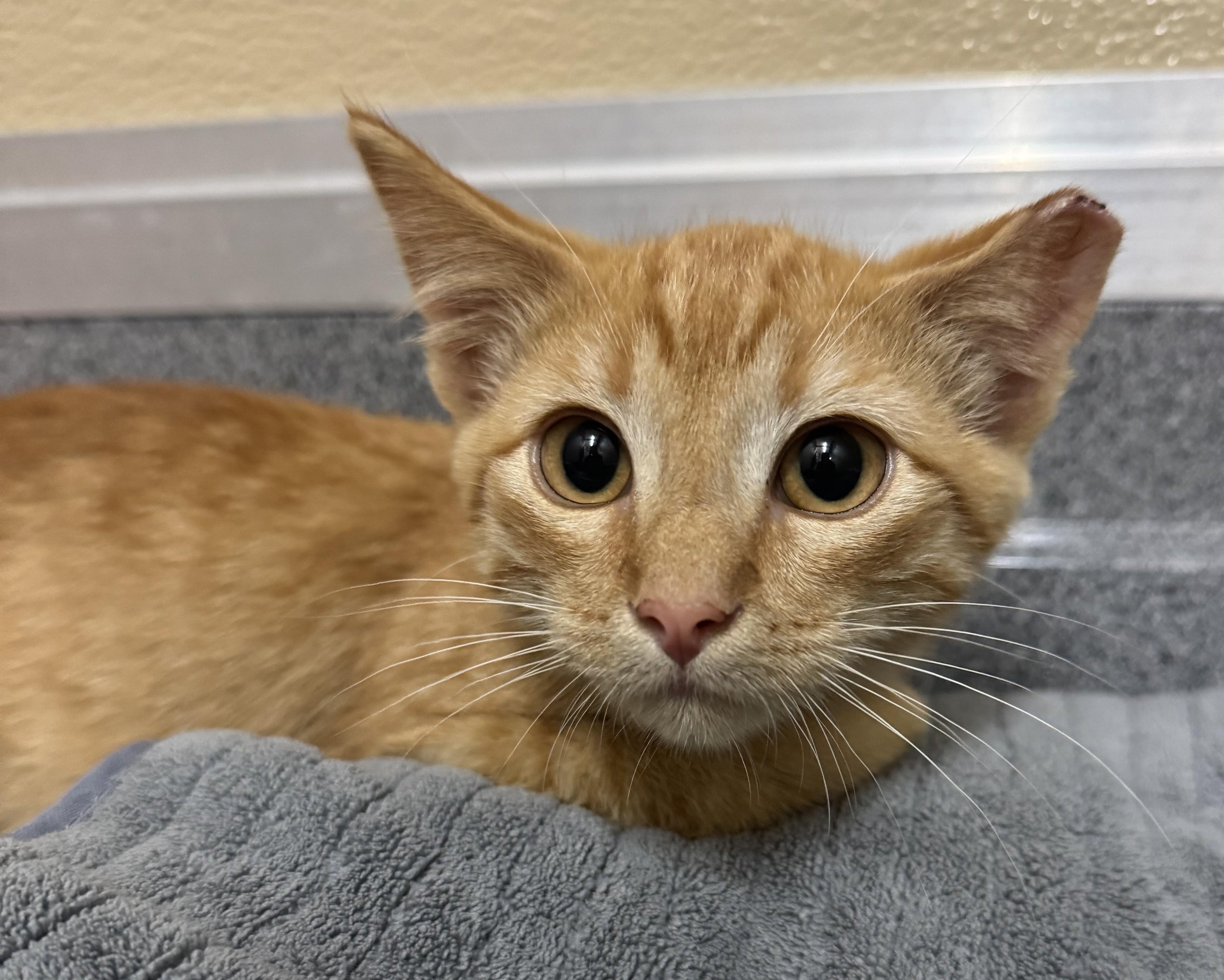 Johnny, a Adoptable Domestic Short Hair in Tomah, WI image 3/4
