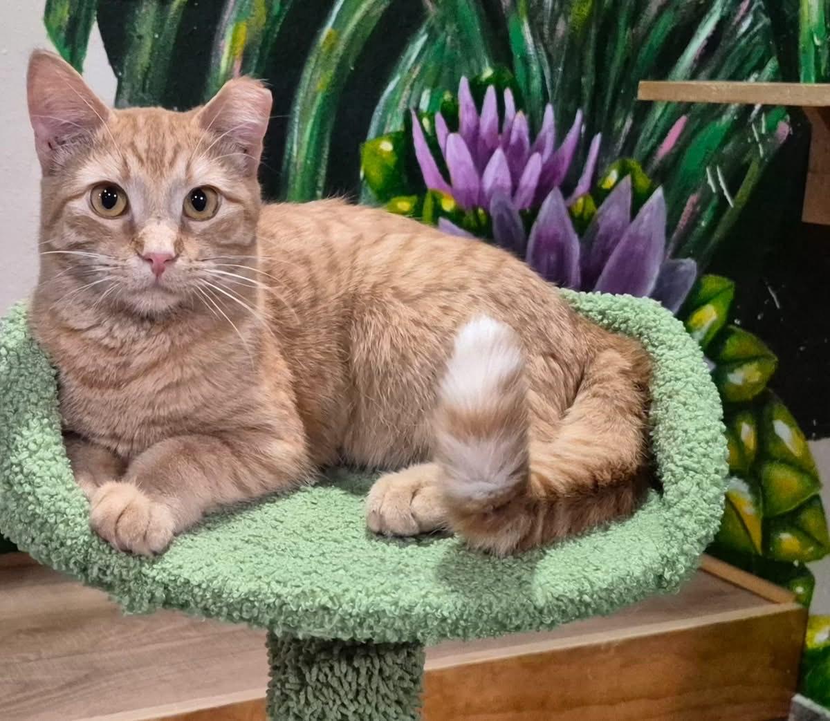 Enlarge Johnny, a Adoptable Domestic Short Hair in Tomah, WI image 2/4