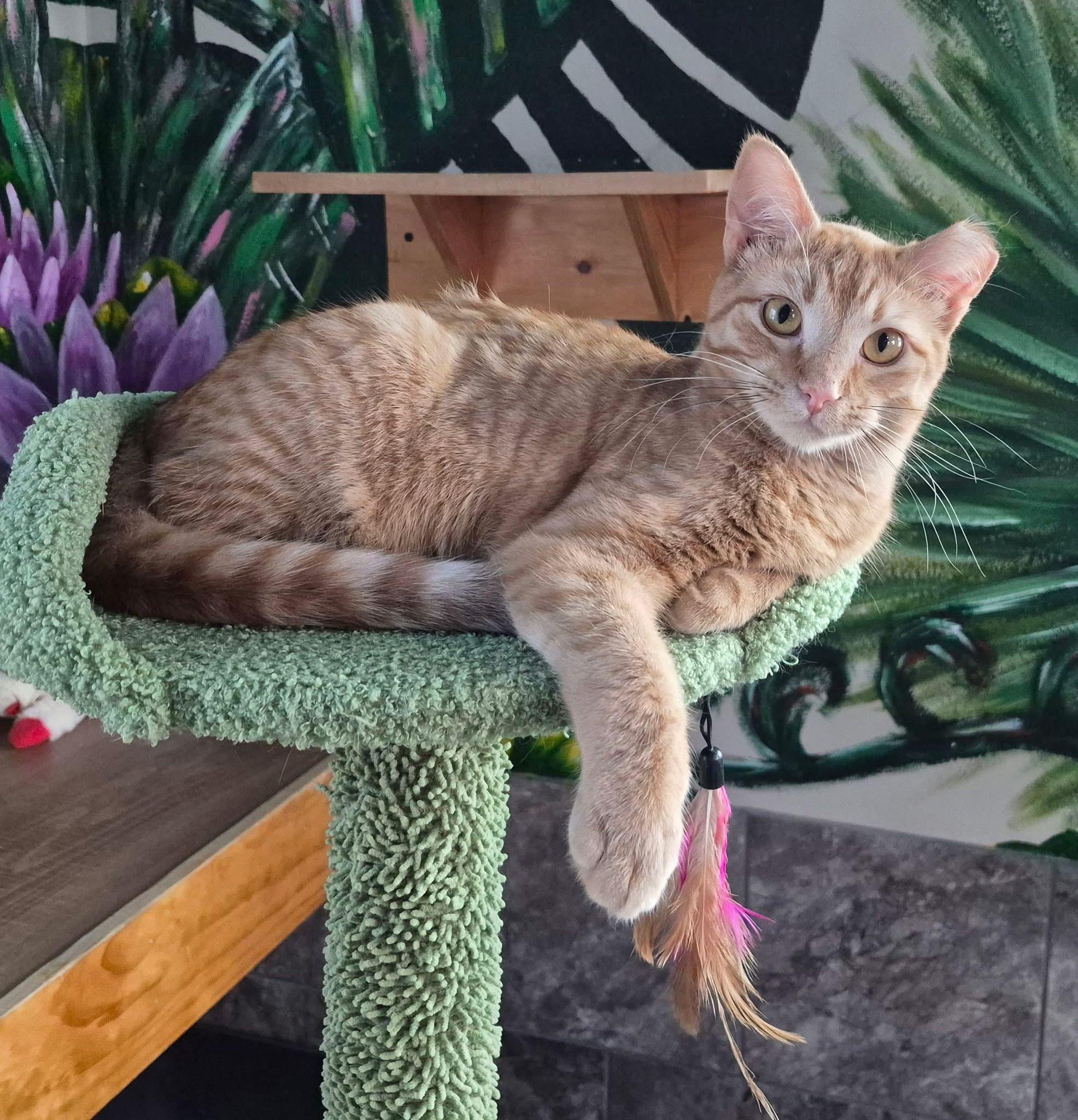 Enlarge Johnny, a Adoptable Domestic Short Hair in Tomah, WI image 2/4