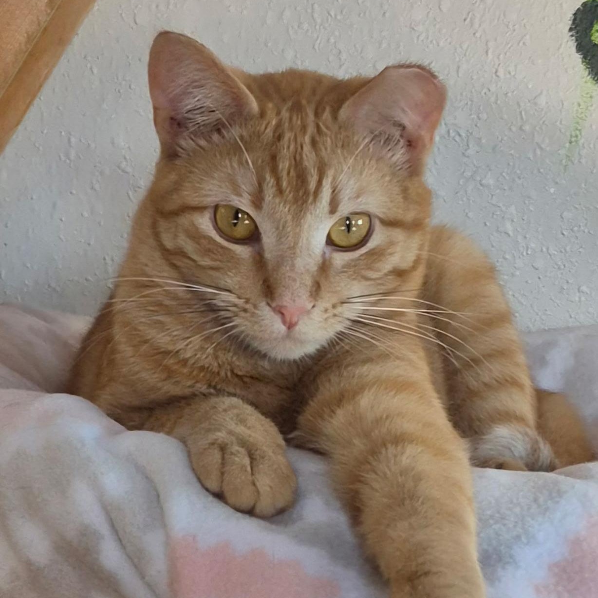 Enlarge Johnny, a Adoptable Domestic Short Hair in Tomah, WI image 1/5