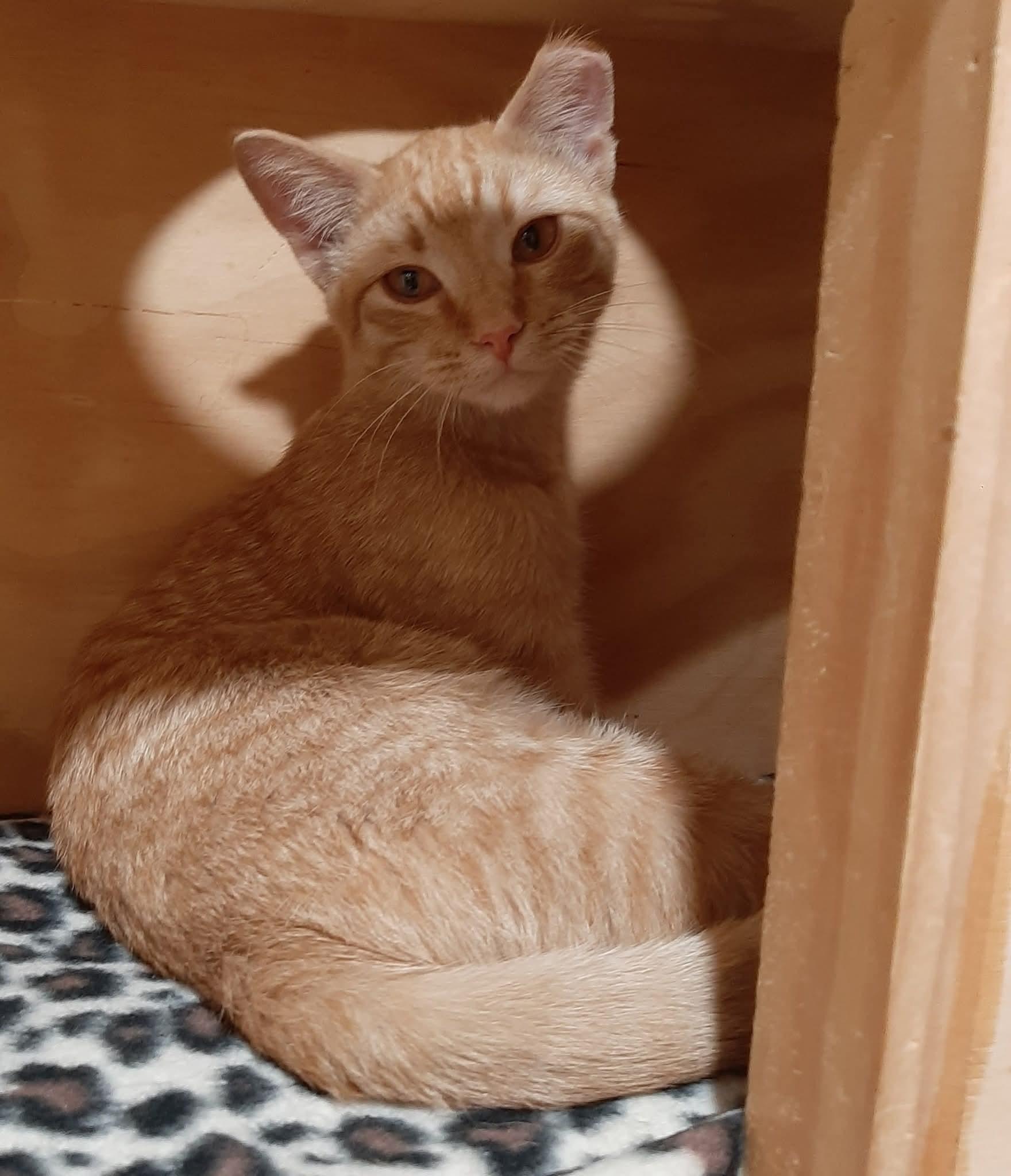 Johnny, a Adoptable Domestic Short Hair in Tomah, WI image 1/4