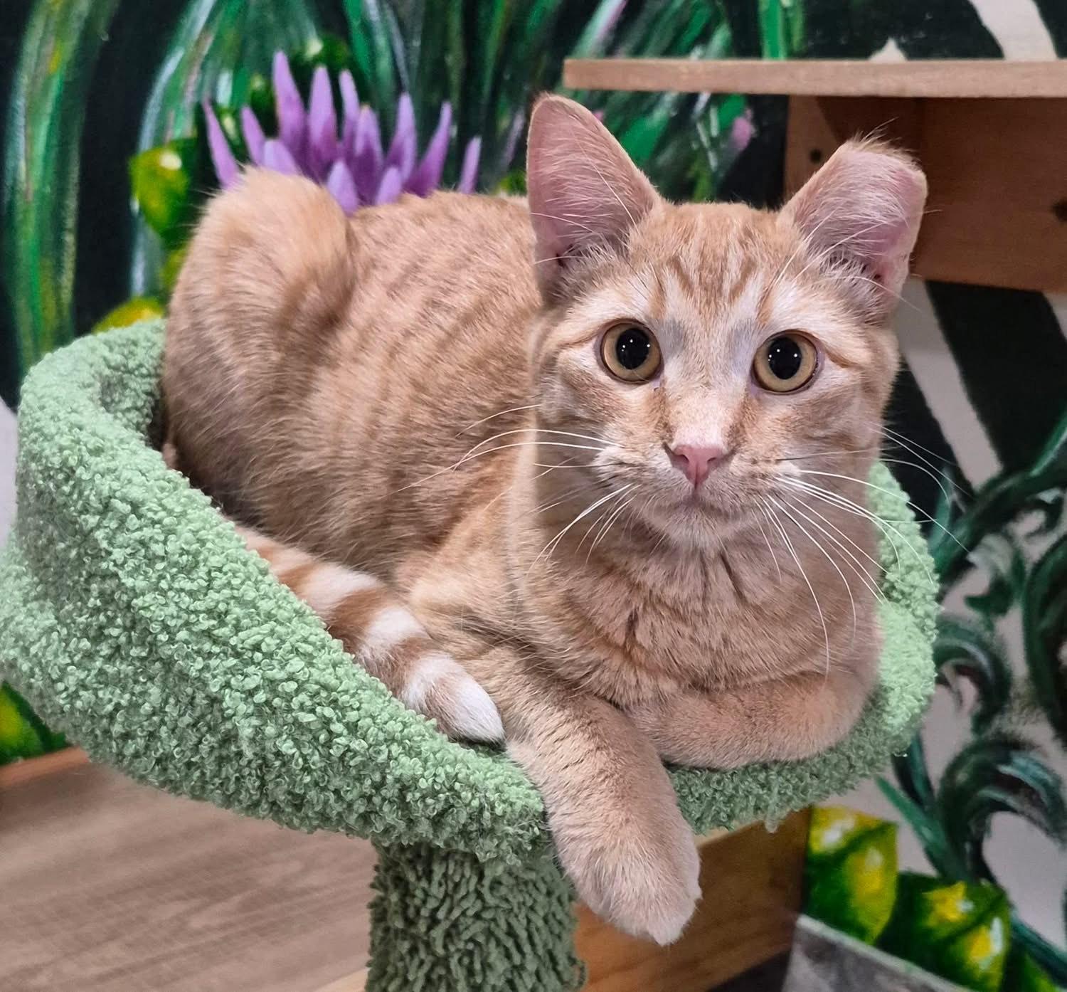 Enlarge Johnny, a Adoptable Domestic Short Hair in Tomah, WI image 1/4