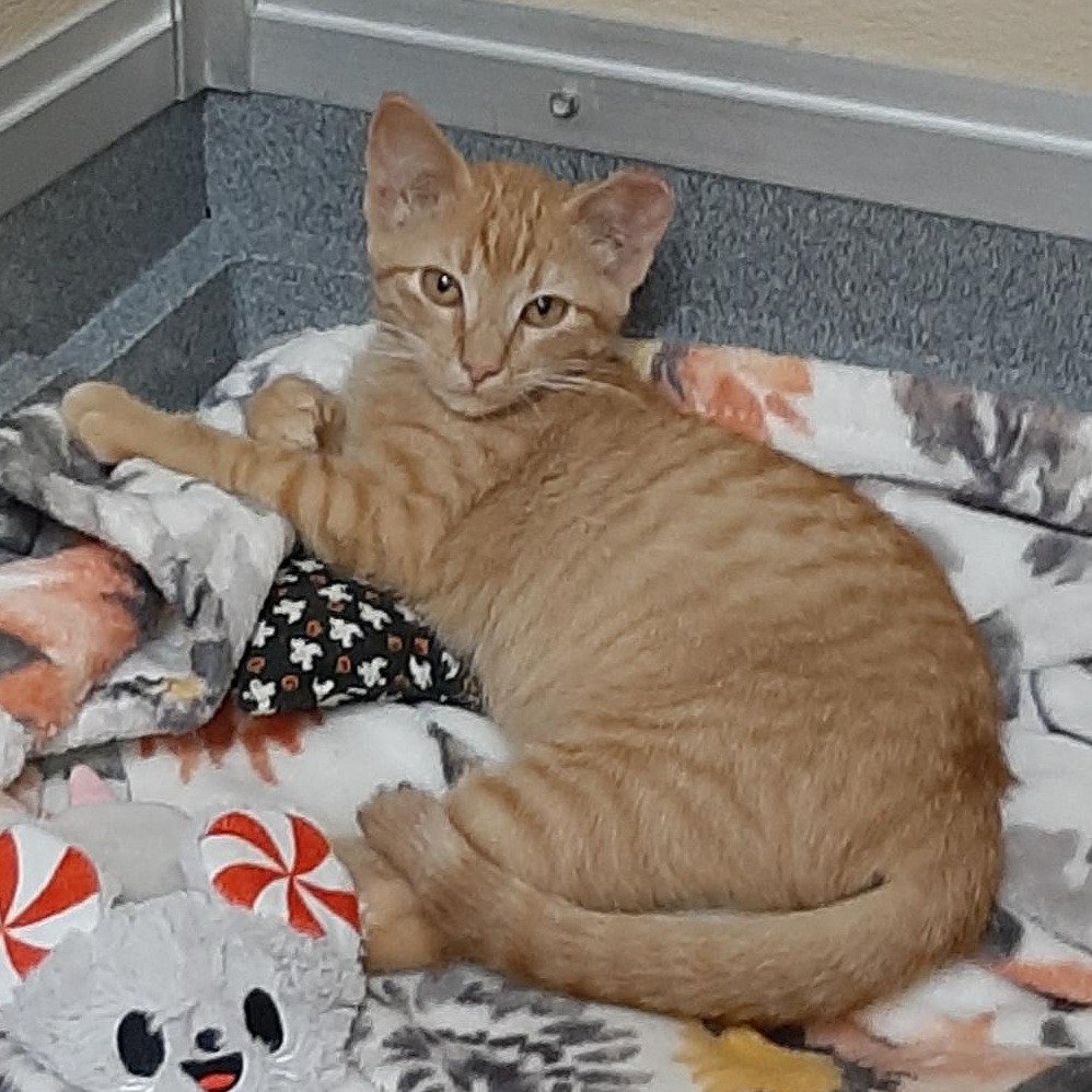 Johnny, a Adoptable Domestic Short Hair in Tomah, WI image 2/4