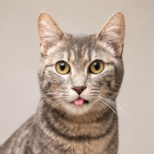 Olive, Adoptable, Young Female Domestic Short Hair.