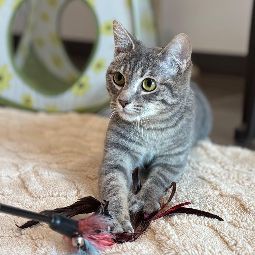 Olive, a Adoptable Domestic Short Hair in Nashville, IN image 2/6