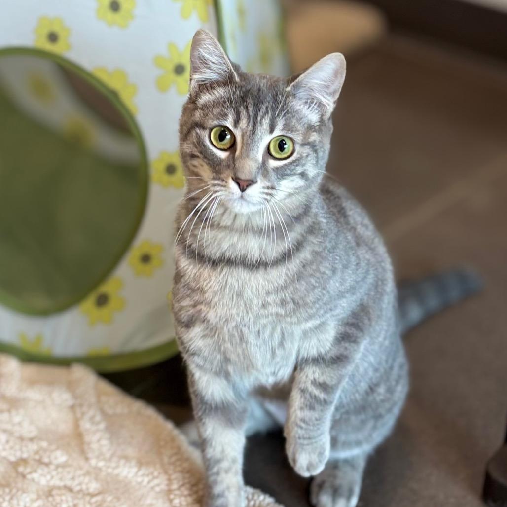 Olive, a Adoptable Domestic Short Hair in Nashville, IN image 3/6