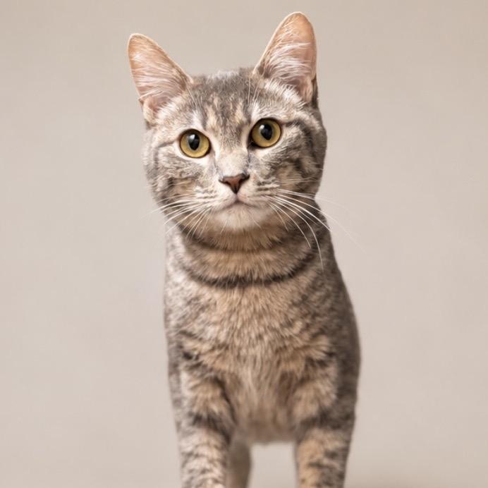 Olive, a Adoptable Domestic Short Hair in Nashville, IN image 4/6