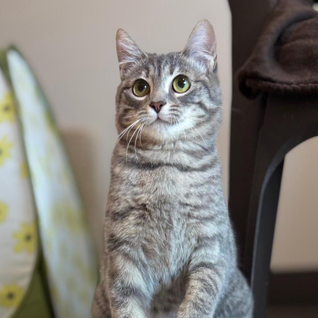 Olive, a Adoptable Domestic Short Hair in Nashville, IN image 5/6