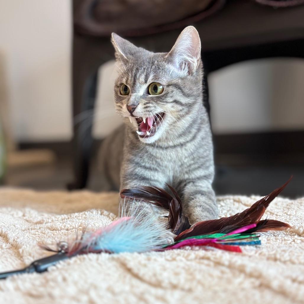 Olive, a Adoptable Domestic Short Hair in Nashville, IN image 6/6