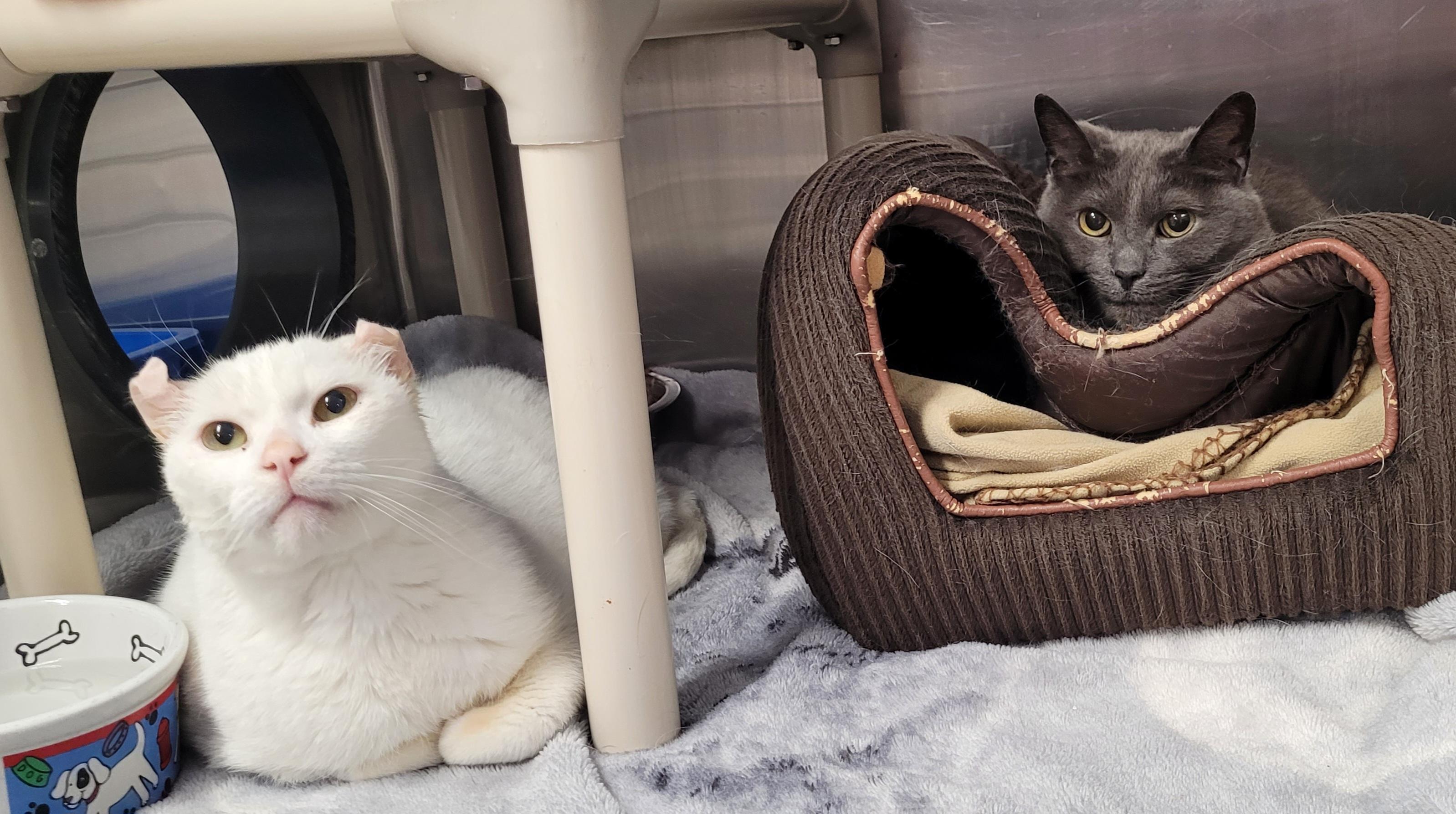 Foxy & Tim, ADOPTABLE, Senior Male Domestic Short Hair.