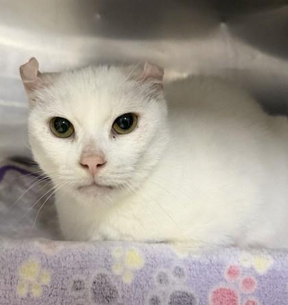 Enlarge Foxy & Tim, a ADOPTABLE Domestic Short Hair in Cobourg, ON image 2/3