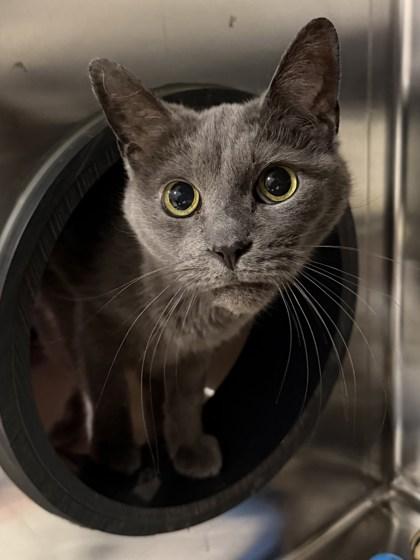 Enlarge Foxy & Tim, a ADOPTABLE Domestic Short Hair in Cobourg, ON image 3/3