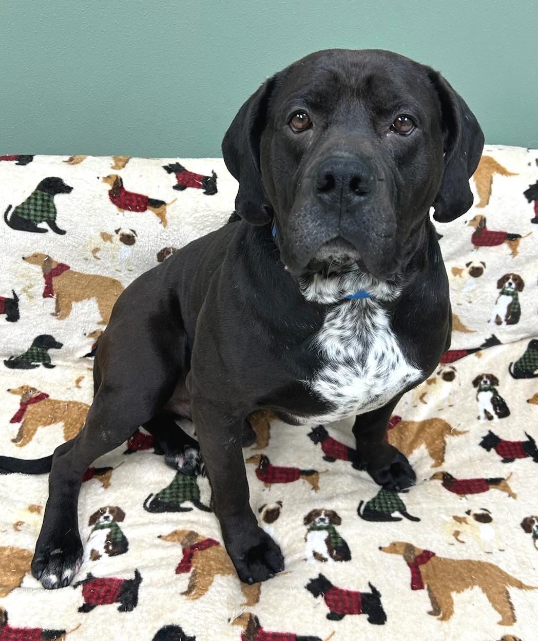 Enlarge Romeo, an adoptable Mixed Breed in Neillsville, WI image 1/5