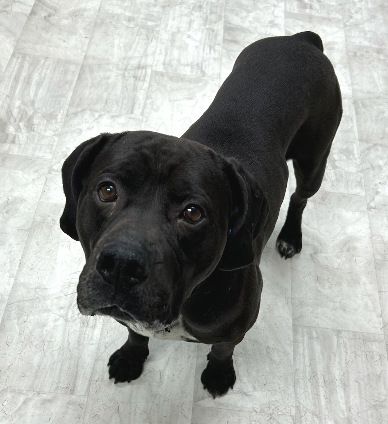 Enlarge Romeo, an adoptable Mixed Breed in Neillsville, WI image 2/5