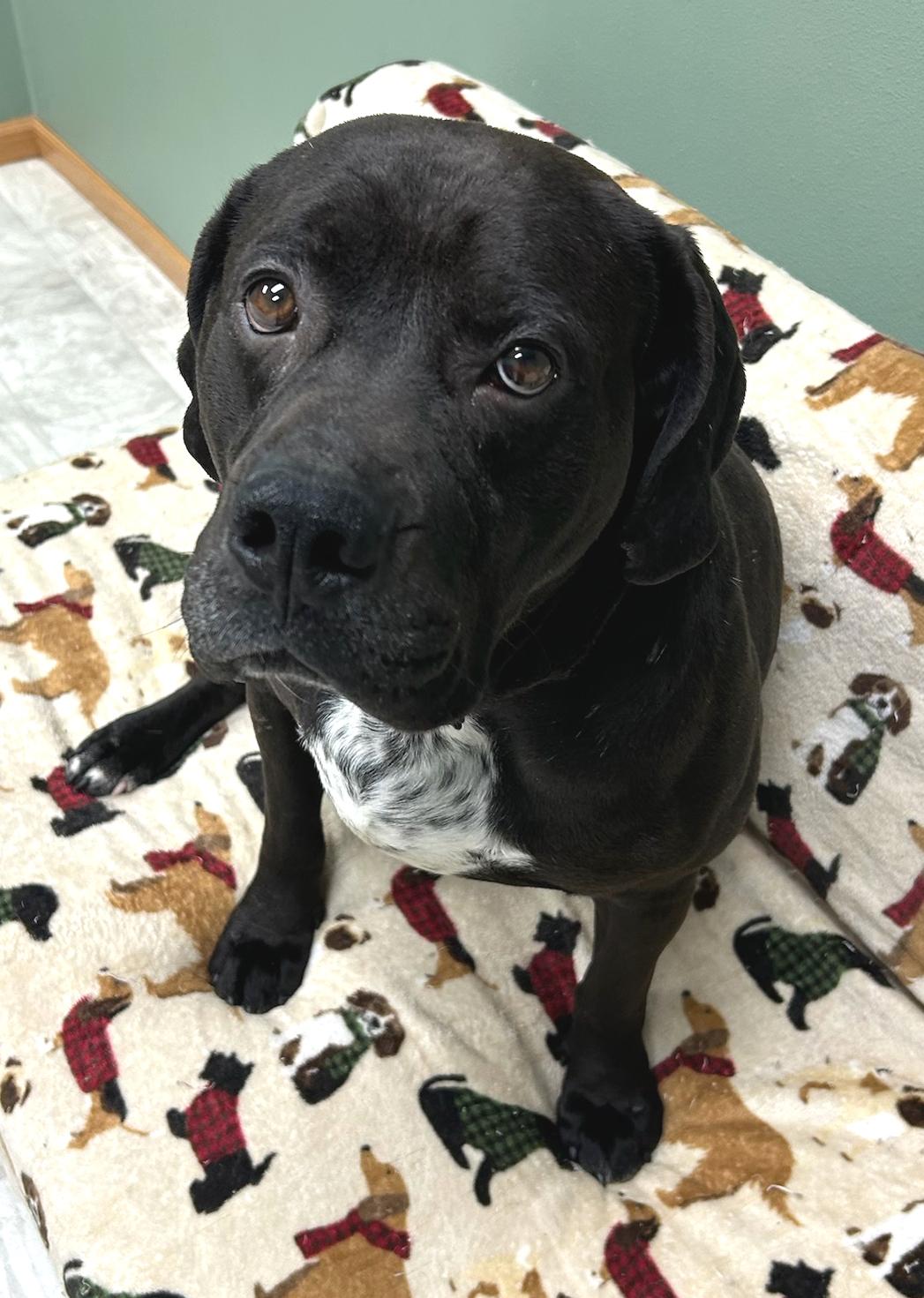 Enlarge Romeo, an adoptable Mixed Breed in Neillsville, WI image 5/5