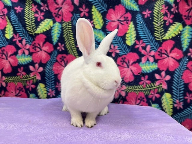 Fiona, Adoptable, Young Female Californian & American.