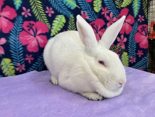 Enlarge Fiona, a Adoptable mixed breed in Erie, PA image 2/6