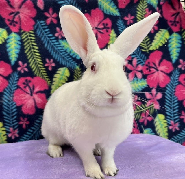 Enlarge Fiona, a Adoptable mixed breed in Erie, PA image 3/6