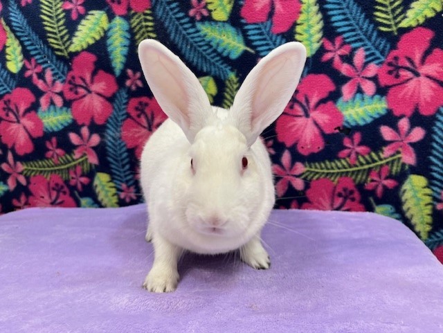 Enlarge Fiona, a Adoptable mixed breed in Erie, PA image 4/6