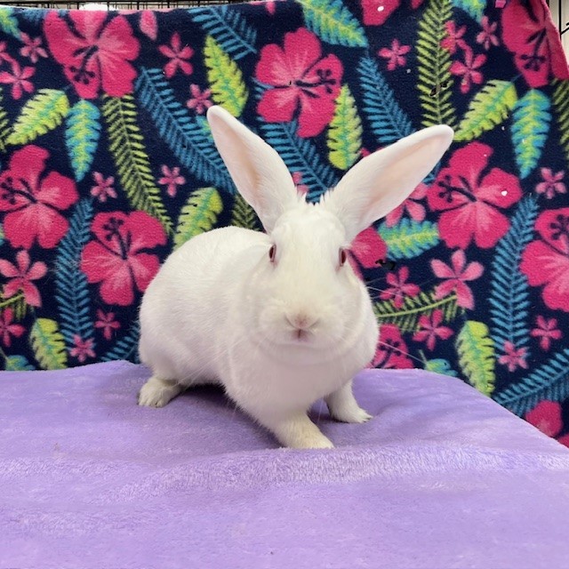 Enlarge Fiona, a Adoptable mixed breed in Erie, PA image 5/6