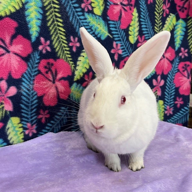 Enlarge Fiona, a Adoptable mixed breed in Erie, PA image 6/6