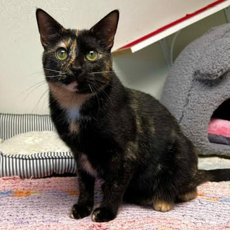 Enlarge Trixie, a Adoptable Domestic Short Hair in Fletcher, NC image 2/6