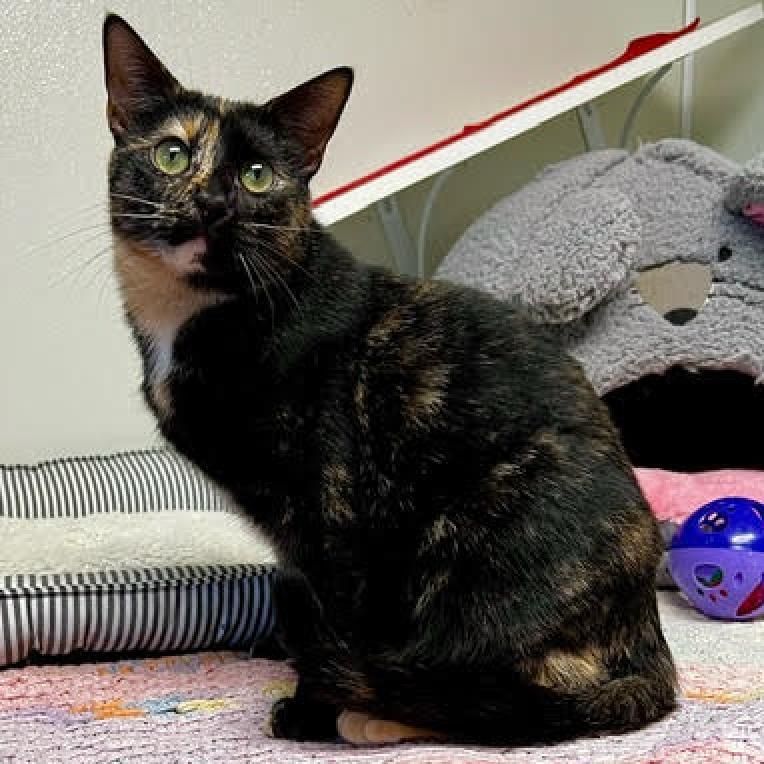 Enlarge Trixie, a Adoptable Domestic Short Hair in Fletcher, NC image 3/6