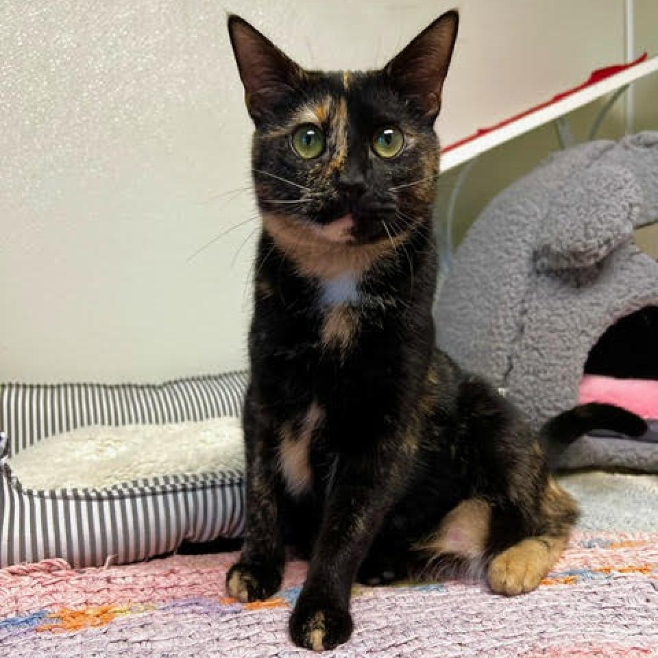 Enlarge Trixie, a Adoptable Domestic Short Hair in Fletcher, NC image 4/6