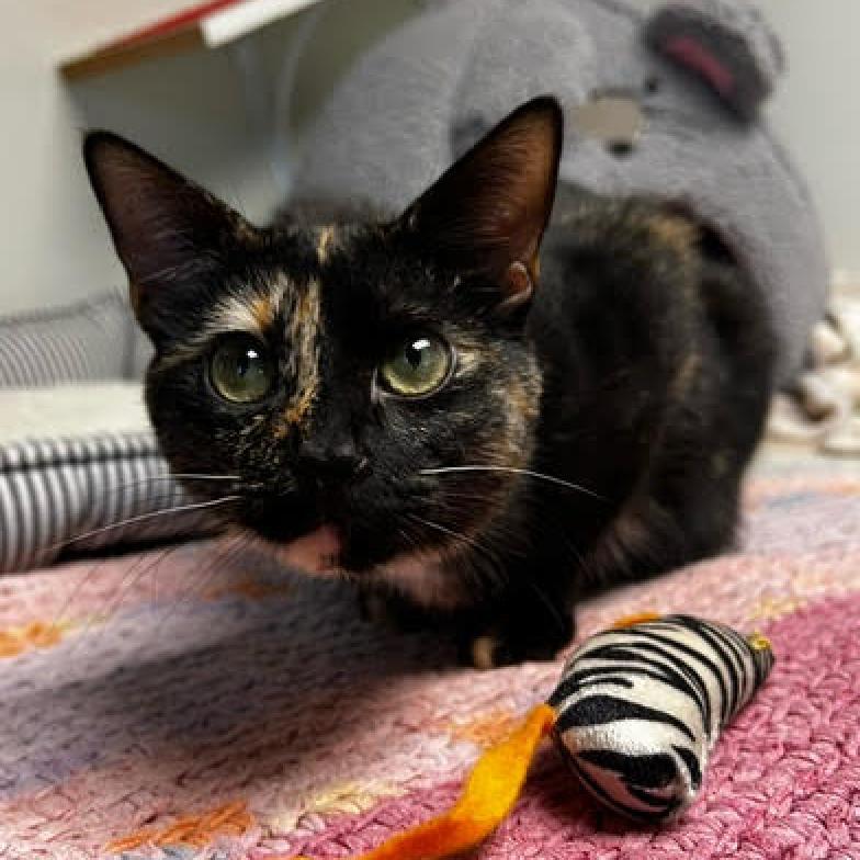 Trixie, Adoptable, Adult Female Domestic Short Hair.