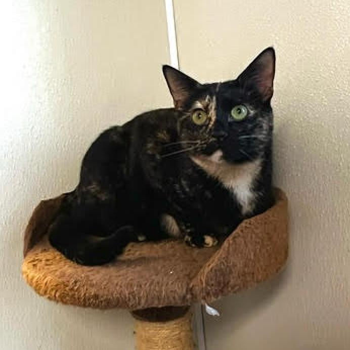 Enlarge Trixie, a Adoptable Domestic Short Hair in Fletcher, NC image 6/6