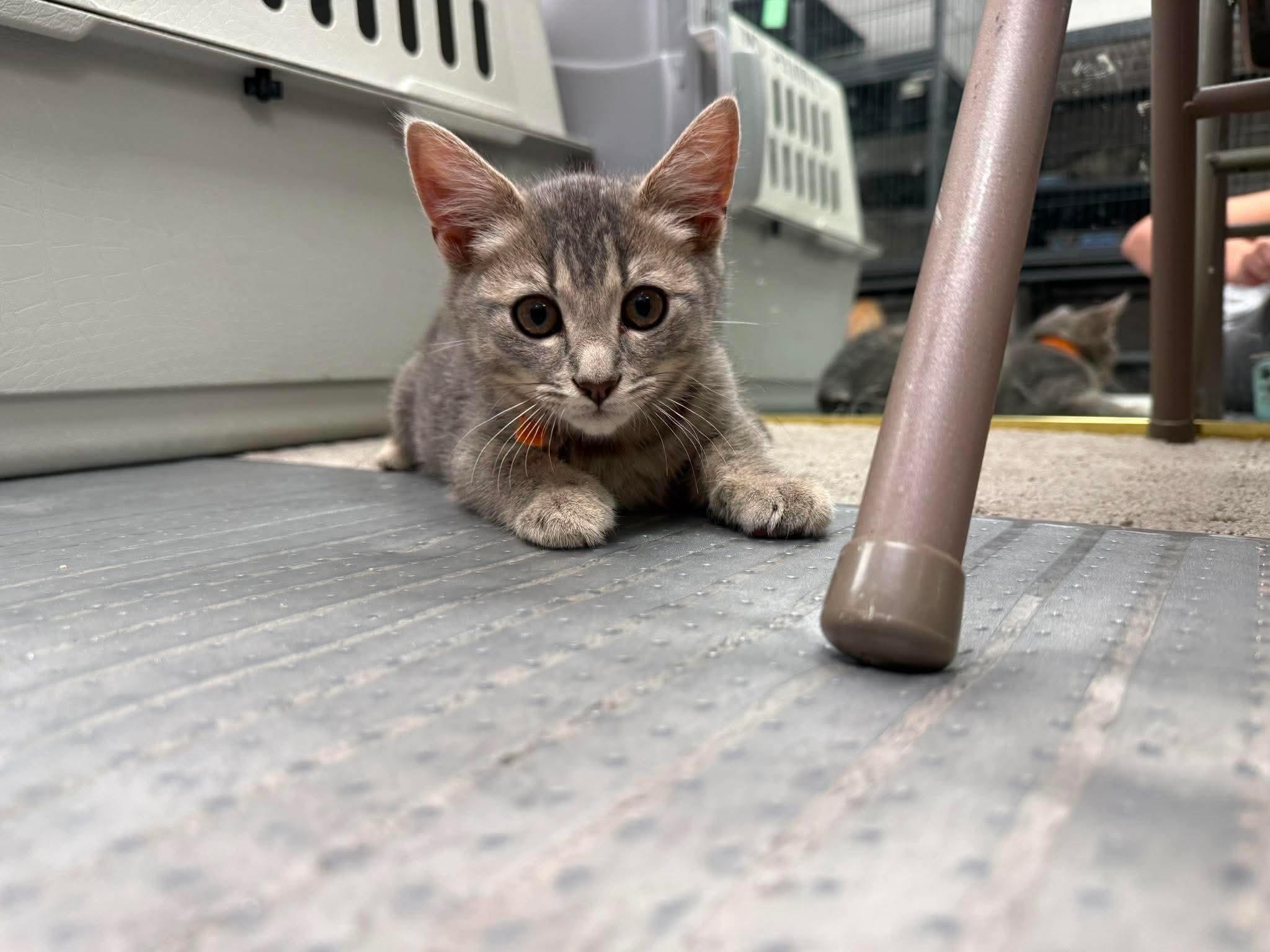 Enlarge Buddy Valastro, a Adopted Domestic Short Hair in Thurmont, MD image 1/4