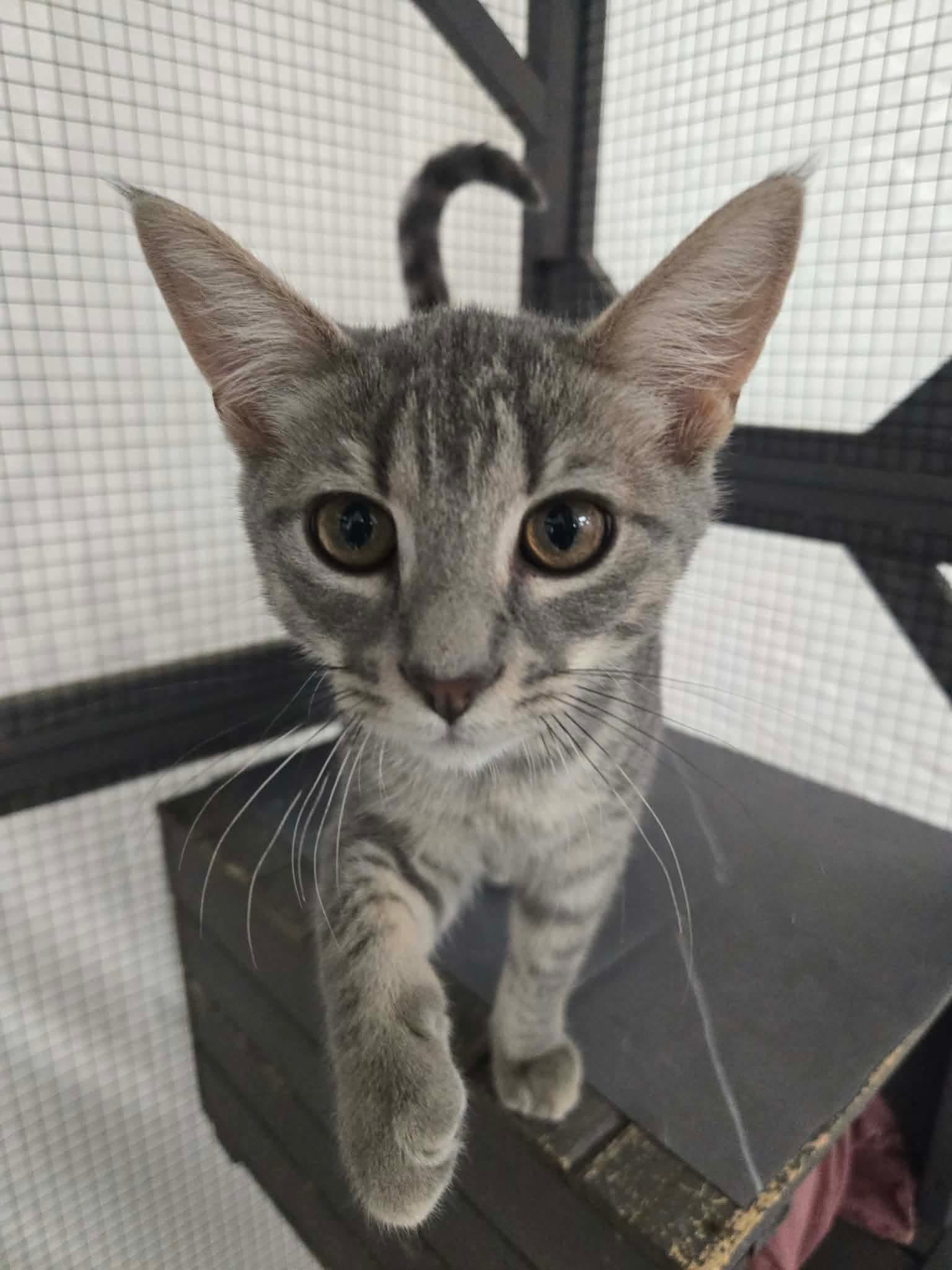 Enlarge Buddy Valastro, a Adopted Domestic Short Hair in Thurmont, MD image 2/4