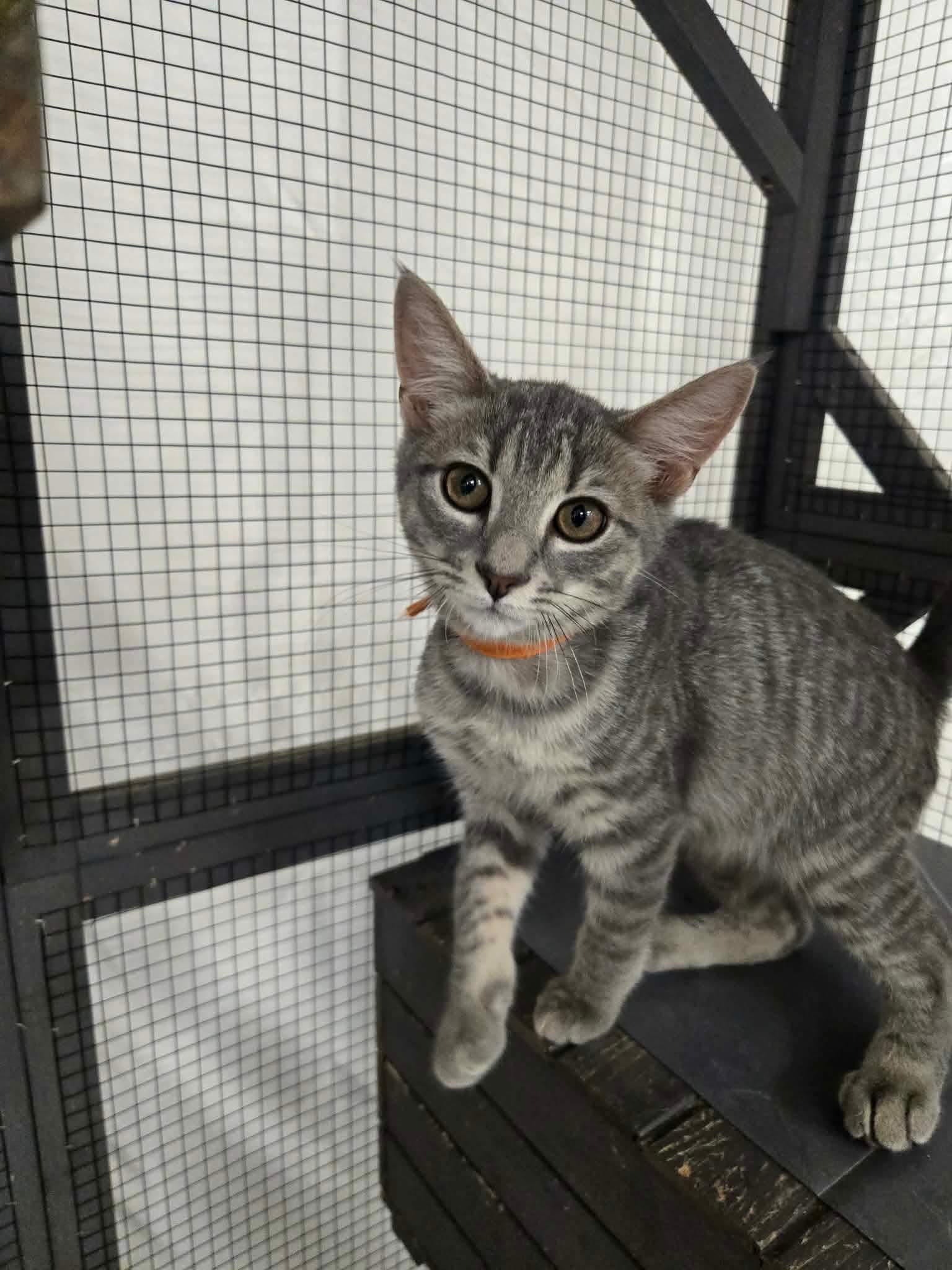 Enlarge Buddy Valastro, a Adopted Domestic Short Hair in Thurmont, MD image 3/4