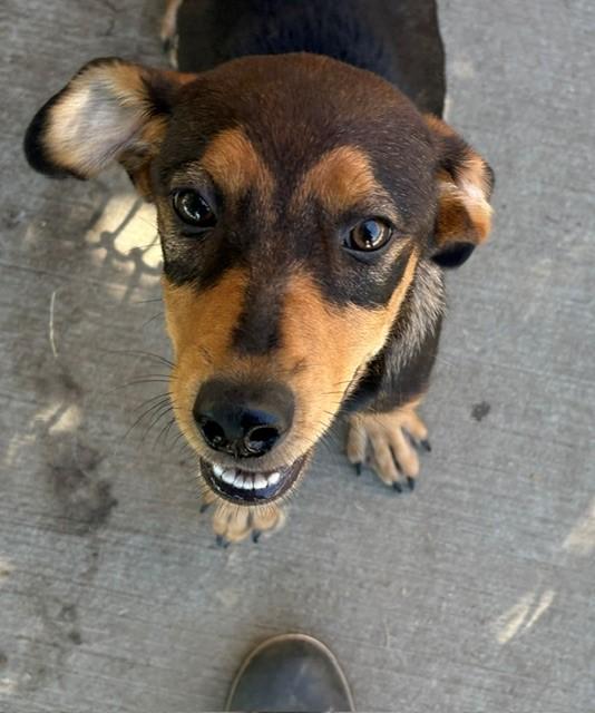 Enlarge GUPPY PUPPY, a Adoptable mixed breed in Tulsa, OK image 1/1