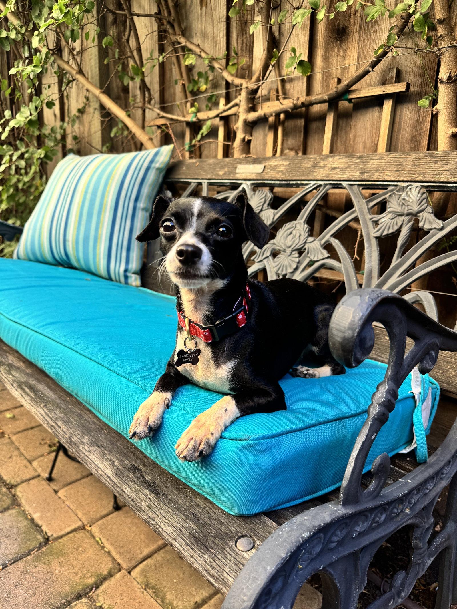 Wendy, Adoptable, Young Female Chihuahua & Italian Greyhound.