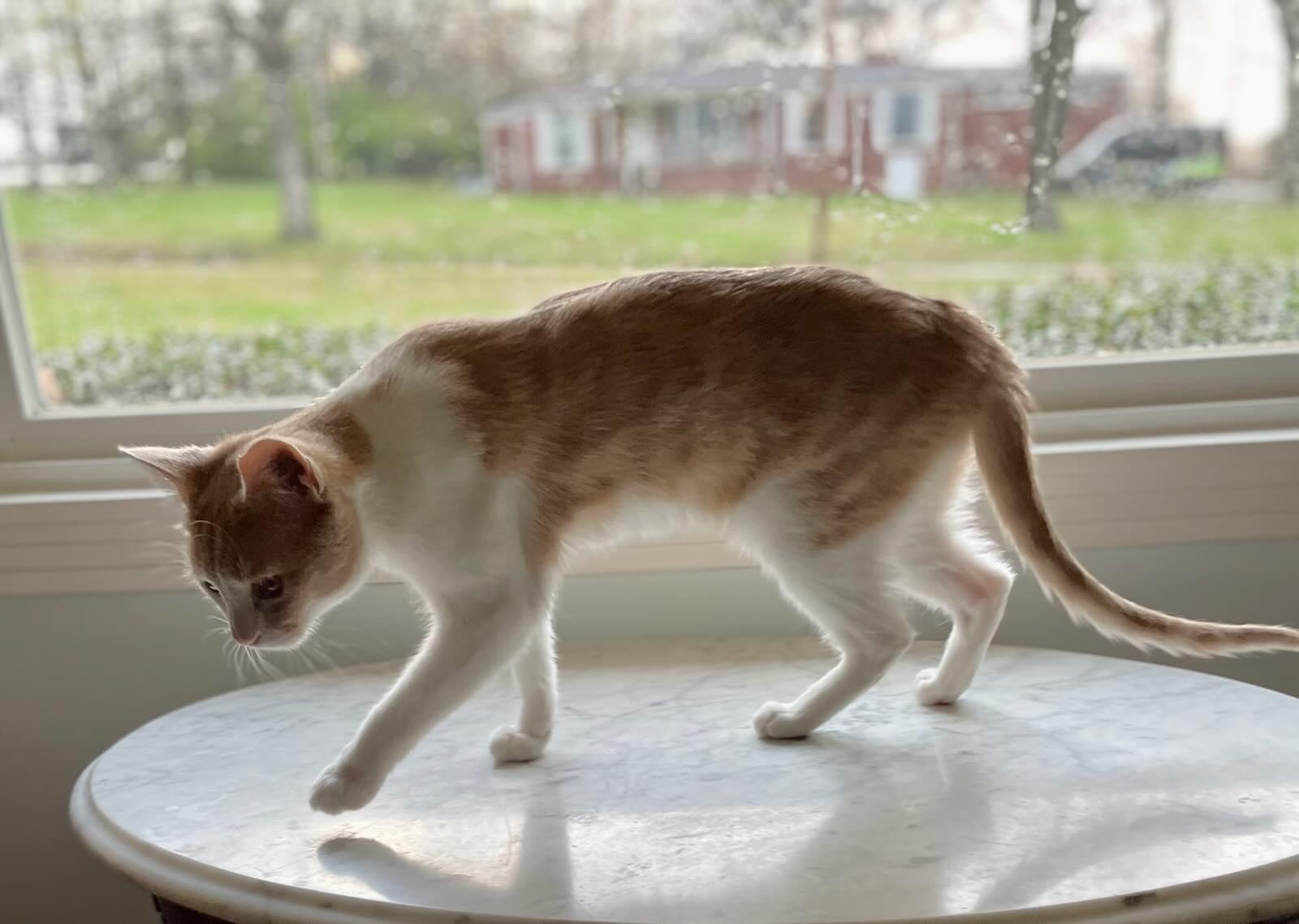 Mini, Adoptable, Young Male Domestic Short Hair.