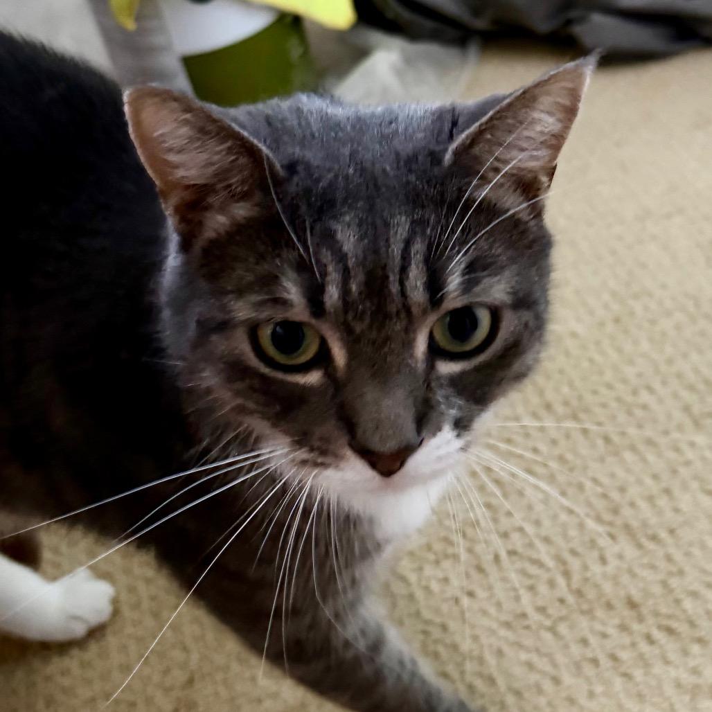 Sally (White Plains Rd 8), Adoptable, Adult Female Domestic Short Hair.