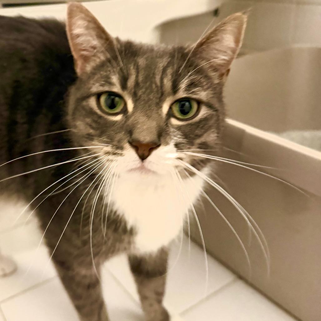 Sally (White Plains Rd 8), a Adoptable Domestic Short Hair in Westport, CT image 1/2