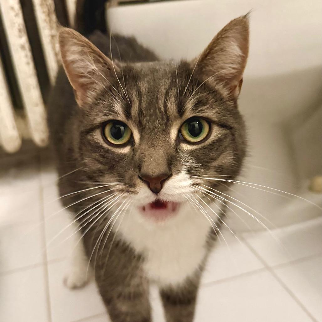 Sally (White Plains Rd 8), a Adoptable Domestic Short Hair in Westport, CT image 2/2